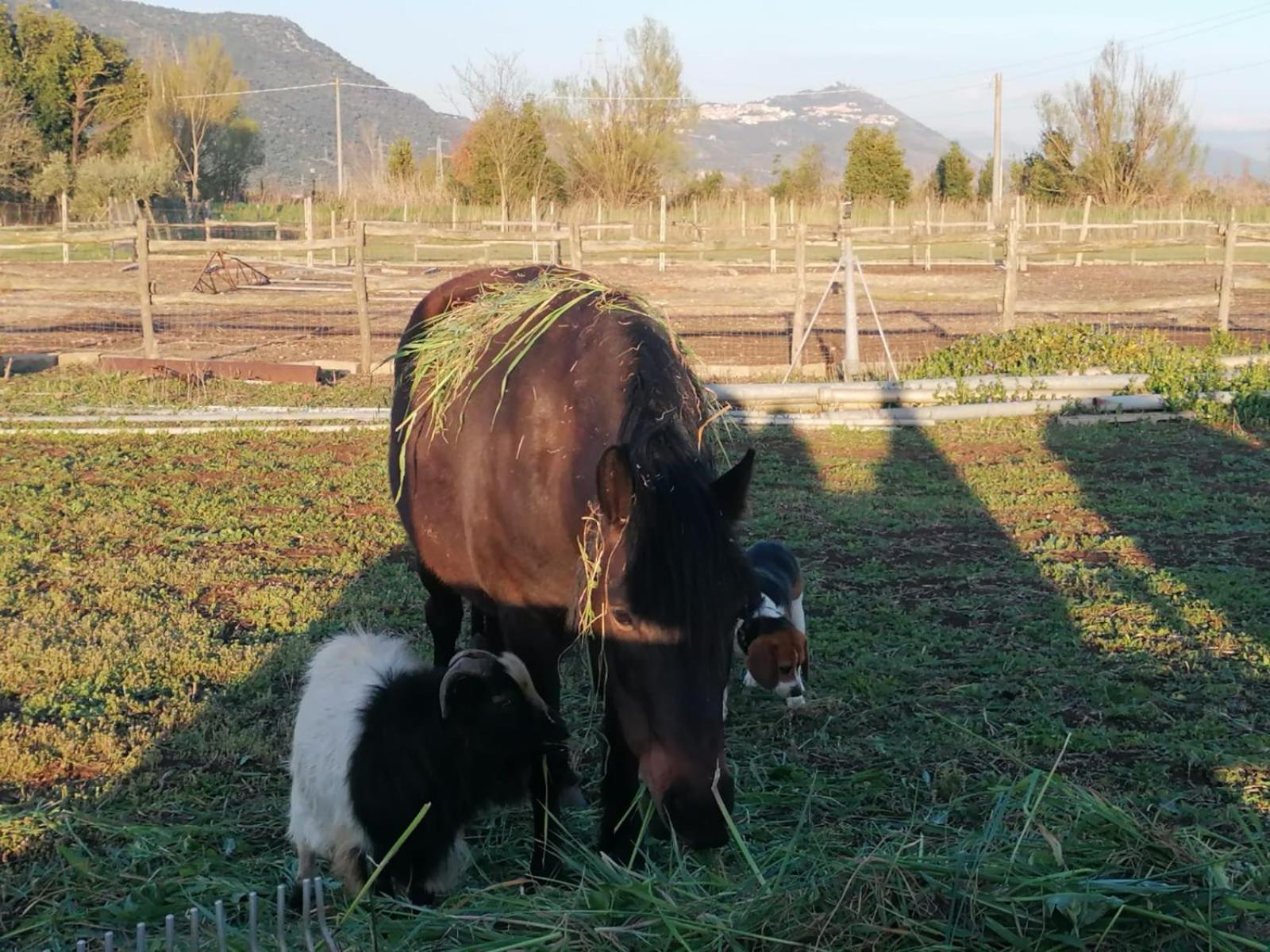 Casale Cavatella Bed and Breakfast Sermoneta Εξωτερικό φωτογραφία
