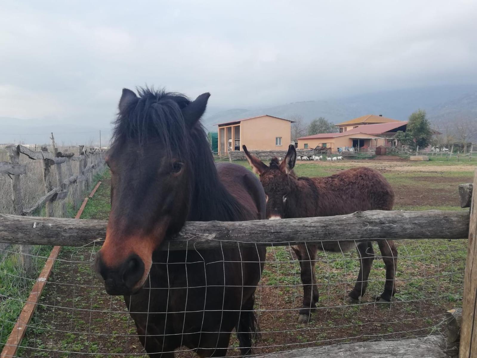Casale Cavatella Bed and Breakfast Sermoneta Εξωτερικό φωτογραφία
